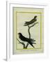 Chimney Swift and Sand Martin-Georges-Louis Buffon-Framed Giclee Print
