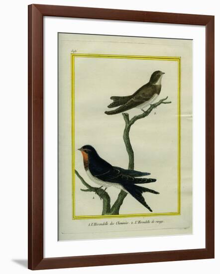 Chimney Swift and Sand Martin-Georges-Louis Buffon-Framed Giclee Print