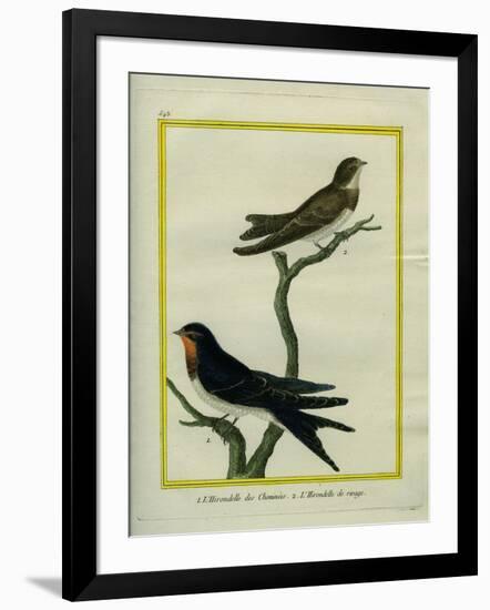 Chimney Swift and Sand Martin-Georges-Louis Buffon-Framed Giclee Print