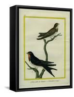 Chimney Swift and Sand Martin-Georges-Louis Buffon-Framed Stretched Canvas