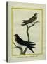 Chimney Swift and Sand Martin-Georges-Louis Buffon-Stretched Canvas