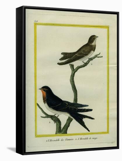 Chimney Swift and Sand Martin-Georges-Louis Buffon-Framed Stretched Canvas