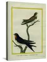 Chimney Swift and Sand Martin-Georges-Louis Buffon-Stretched Canvas