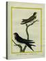 Chimney Swift and Sand Martin-Georges-Louis Buffon-Stretched Canvas