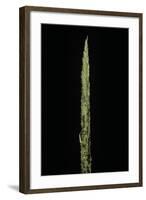 Chimonobambusa Marmorea (Marble Bamboo) - Shoot-Paul Starosta-Framed Photographic Print