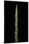 Chimonobambusa Marmorea (Marble Bamboo) - Shoot-Paul Starosta-Mounted Photographic Print