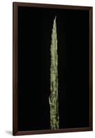 Chimonobambusa Marmorea (Marble Bamboo) - Shoot-Paul Starosta-Framed Photographic Print