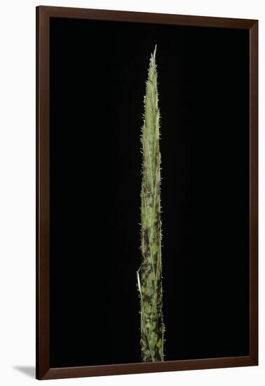 Chimonobambusa Marmorea (Marble Bamboo) - Shoot-Paul Starosta-Framed Photographic Print