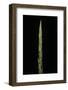 Chimonobambusa Marmorea (Marble Bamboo) - Shoot-Paul Starosta-Framed Photographic Print