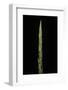 Chimonobambusa Marmorea (Marble Bamboo) - Shoot-Paul Starosta-Framed Photographic Print