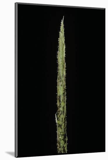 Chimonobambusa Marmorea (Marble Bamboo) - Shoot-Paul Starosta-Mounted Photographic Print