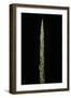 Chimonobambusa Marmorea (Marble Bamboo) - Shoot-Paul Starosta-Framed Photographic Print