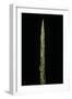 Chimonobambusa Marmorea (Marble Bamboo) - Shoot-Paul Starosta-Framed Photographic Print