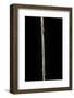 Chimonobambusa Marmorea (Marble Bamboo) - Young Culm-Paul Starosta-Framed Photographic Print