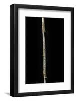 Chimonobambusa Marmorea (Marble Bamboo) - Young Culm-Paul Starosta-Framed Photographic Print