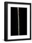 Chimonobambusa Marmorea (Marble Bamboo) - Young Culm-Paul Starosta-Framed Photographic Print