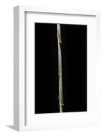 Chimonobambusa Marmorea (Marble Bamboo) - Young Culm-Paul Starosta-Framed Photographic Print