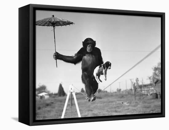 Chimp Balancing on Line with Umbrella and Puppy-null-Framed Stretched Canvas