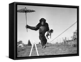 Chimp Balancing on Line with Umbrella and Puppy-null-Framed Stretched Canvas