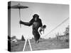 Chimp Balancing on Line with Umbrella and Puppy-null-Stretched Canvas