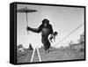Chimp Balancing on Line with Umbrella and Puppy-null-Framed Stretched Canvas