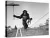 Chimp Balancing on Line with Umbrella and Puppy-null-Stretched Canvas