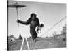 Chimp Balancing on Line with Umbrella and Puppy-null-Stretched Canvas