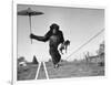 Chimp Balancing on Line with Umbrella and Puppy-null-Framed Photographic Print