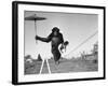 Chimp Balancing on Line with Umbrella and Puppy-null-Framed Photographic Print