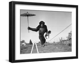 Chimp Balancing on Line with Umbrella and Puppy-null-Framed Photographic Print