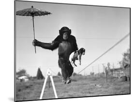 Chimp Balancing on Line with Umbrella and Puppy-null-Mounted Photographic Print