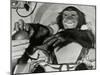 Chimp Ham After Mercury MR2 Flight-null-Mounted Premium Photographic Print