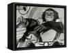 Chimp Ham After Mercury MR2 Flight-null-Framed Stretched Canvas