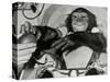 Chimp Ham After Mercury MR2 Flight-null-Stretched Canvas