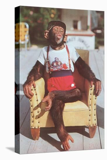 Chimp Sitting in Armchair-null-Stretched Canvas
