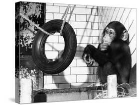 Chimp with Tyre-null-Stretched Canvas