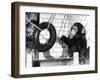 Chimp with Tyre-null-Framed Photographic Print