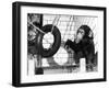 Chimp with Tyre-null-Framed Photographic Print