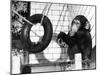 Chimp with Tyre-null-Mounted Photographic Print