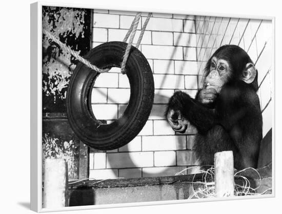 Chimp with Tyre-null-Framed Photographic Print