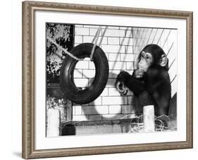 Chimp with Tyre-null-Framed Photographic Print