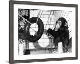 Chimp with Tyre-null-Framed Photographic Print