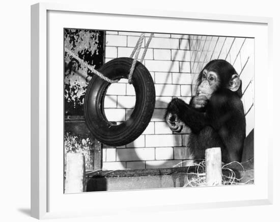 Chimp with Tyre-null-Framed Photographic Print