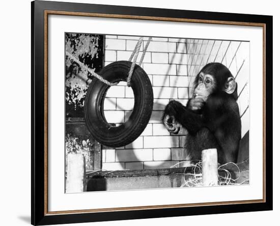 Chimp with Tyre-null-Framed Photographic Print