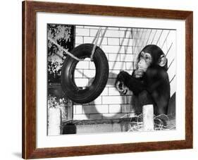 Chimp with Tyre-null-Framed Photographic Print