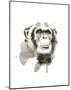 Chimp-Philippe Debongnie-Mounted Art Print