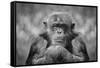 Chimp-SD Smart-Framed Stretched Canvas