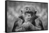 Chimp-SD Smart-Framed Stretched Canvas