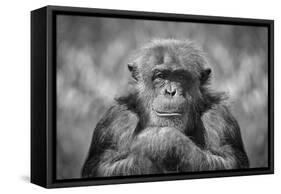 Chimp-SD Smart-Framed Stretched Canvas