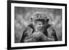 Chimp-SD Smart-Framed Photographic Print